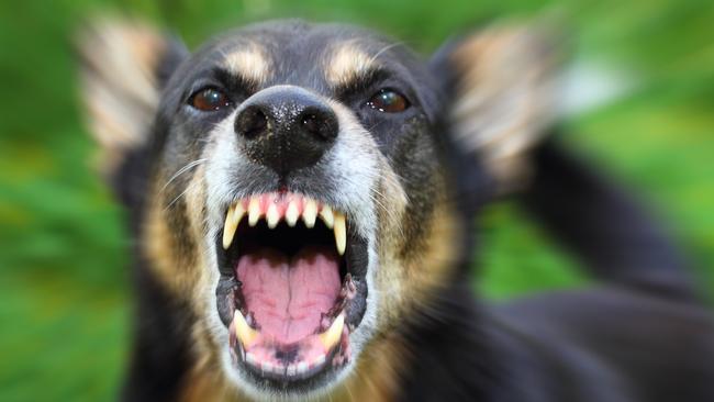 Rockhampton Regional Council is investigating a dog attack which happened on Denham Street on October 5, 2022. Generic image.