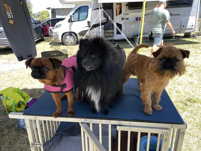 Frank, Beau and Sam at the Lang Lang Pastoral Agricultural and Horticultural Show on Saturday, January 18, 2025. Picture: Jack Colantuono