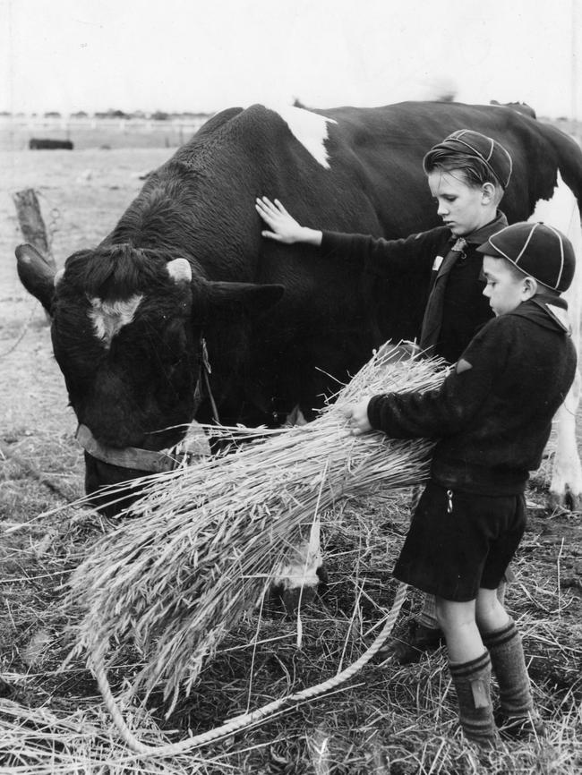 Second Fullarton Cubs Kenneth Milne, 9, and Robert Kent, 8, feed a cow for the Scouts and Cubs annual fundraising campaign ‘Bobs for Jobs’, 1954.