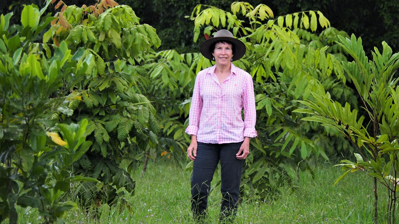 Carbon sink soil testing: Malanda’s Geraldine McGuire uses a regenerative farming system for her native fruit orchard at Rainforest Bounty. Picture: Supplied