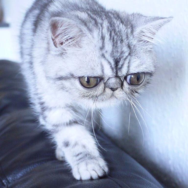 Herman, the exotic shorthair walks along the back of a sofa. Picture: Barcroft/Getty