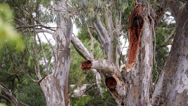 A tree branch fell onto a pergola, trapping and killing a man on Amanda Drive, Surrey Downs. Picture: Mike Burton