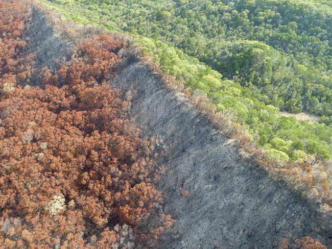 ## FOR WEEKEND QUEENSLAND PAPERS ONLY - ONE TIME USE - FEE APPLIES - NO ARCHIVING ## After fires ravished Fraser Island last year the environment has started recovering with new ground cover and plant life. Picture MUST CREDIT Peter Meyer