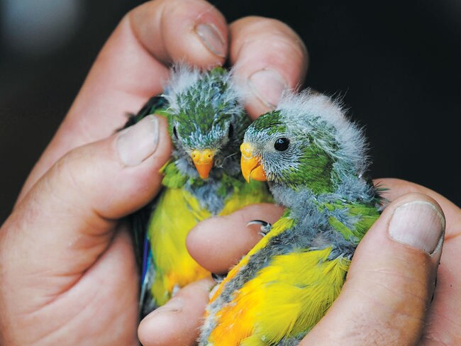 There are only three (3) breeding pairs of Orange Bellied Parrots left in the wild. Dejan Stojanovic of ANU (Australian National University) speaks to the media about a last ditch effort to save the species before extinction. Pictured are Orange Bellied Parrots. Picture: MARK HOLDSWORTH.