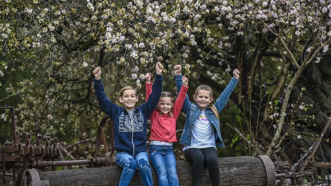 Mitchell 10, Hilary 7 and Claire 4 celebrating among the blooms ahead of last year’s festival. Picture: AAP / Roy VanDerVegt