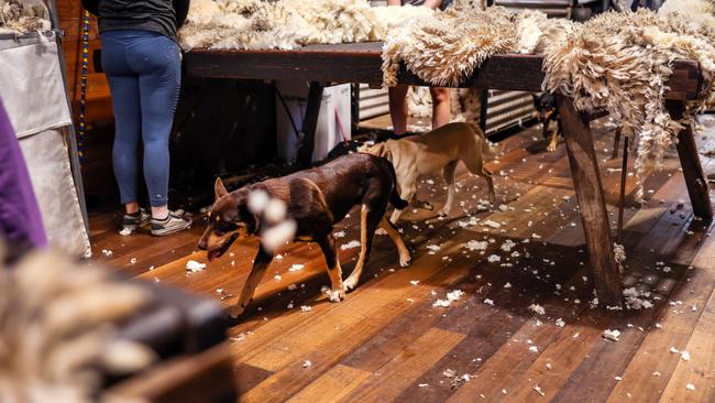 A quest to find shearers might not be successful given many other countries also have shortages.