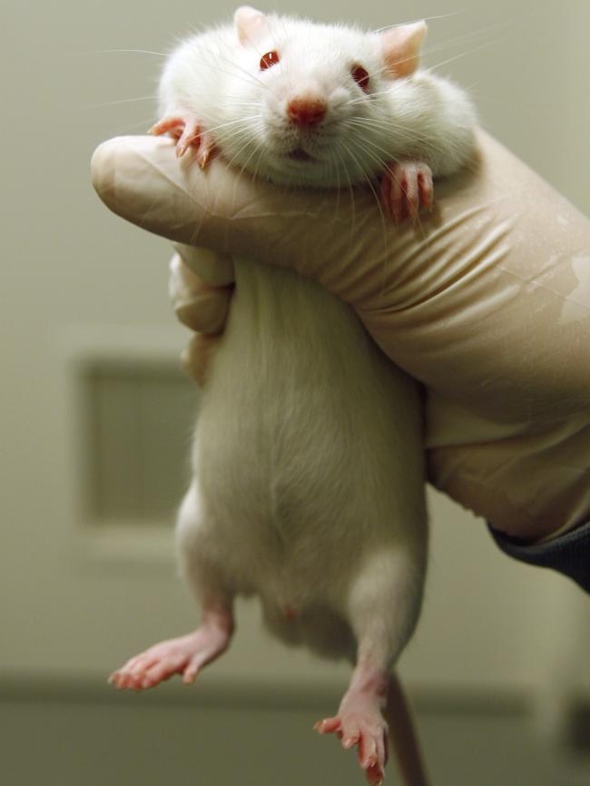 Rodents are mainly used in testing according to the RSPCA.