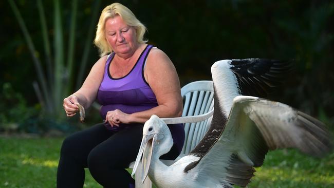 Animal carer Helen Bell with Peggy the pelican. Picture: Evan Morgan