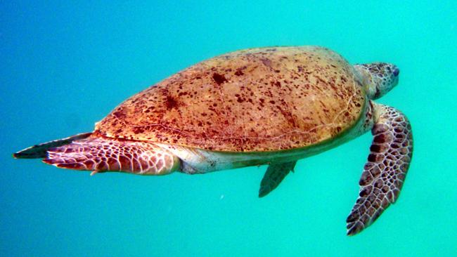 Swim With Sharks Off Secluded Malaysian Island 