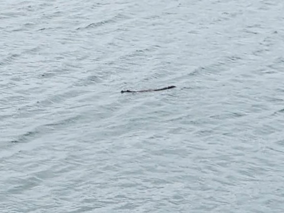 Mackay man Avano Ferrerii was at the harbour wall at around 4.20pm on January 5 when he spotted a 2.3m crocodile coming into the bay.Â Photo: Avano Ferrerii