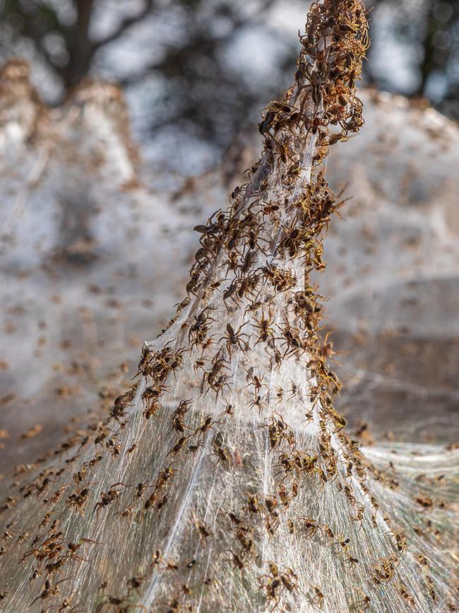 Longford Spiderweb Ballooning after flooding in the area. Picture: Lotje McDonald Photography