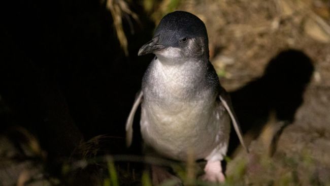 The Little Penguin is the smallest penguin in the world, and can be seen after sunset on Bruny Island, Tasmania. Picture: Getty images
