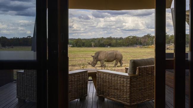 A rhinoceros shares the view with guests at Zoofari Lodge at Taronga Western Plains Zoo. Picture: Jenny Evans