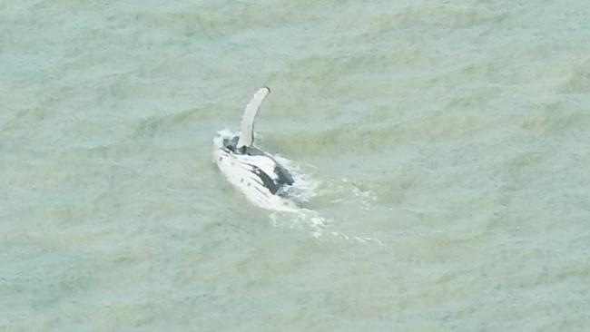 The humpback whale leaves the East Alligator River, Kakadu in September. Picture: Park Australia