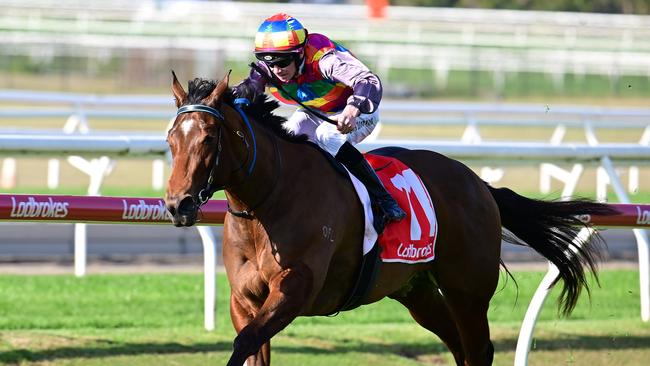 Exciting filly Tiger Shark will be one to watch in the Listed Mode Plate at Doomben on Saturday. Picture: Grant Peters/Trackside Photography