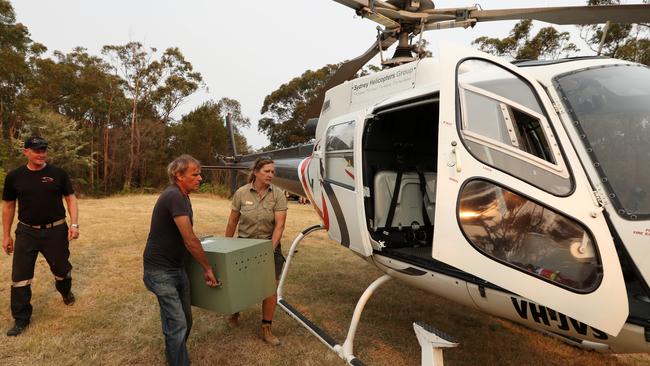 Wombat Aly from the Australia Walkabout Wildlife Park in Calga, being carried by Gerald Barnard and Monika Corbett to be airlifted by helicopter this afternoon and taken to Featherdale Wildlife Park in preparation for the bushfire which the RFS say will come to the coast. Picture: Jonathan Ng