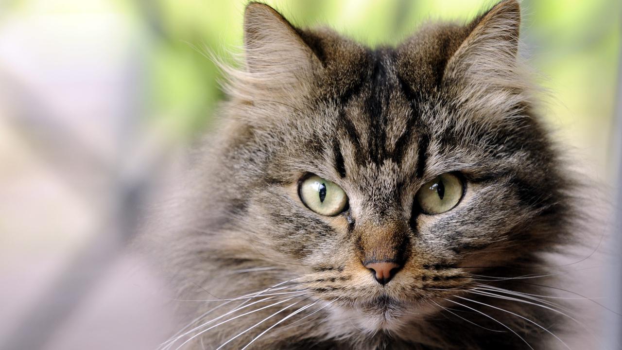 Cats being killed in Penrith | Daily Telegraph