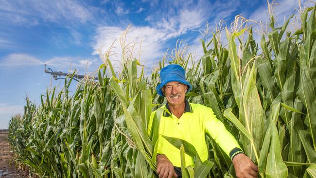 Ian Hamano with his corn crops on farm near Tatura