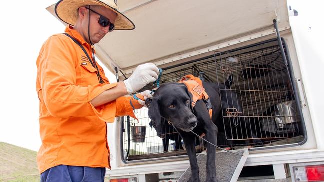 Detection dogs are being used to track the invasive pests. Picture: Supplied