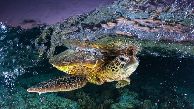 Australian Photography magazine's 2017 Photographer of the Year: 24-year old Jordan Robins from Jervis Bay took out the overall award of Photographer opf the Year with a series of wildlife images captured at the Great Barrier Reef.To capture the images, Robins uses an underwater housing and flashes to light up his subjects.