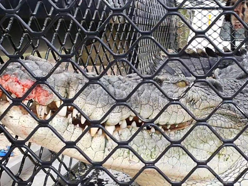 Wildlife officers have captured a large estuarine crocodile in a floating trap upstream from the barrage in Rockhampton’s Fitzroy River. Picture: DES
