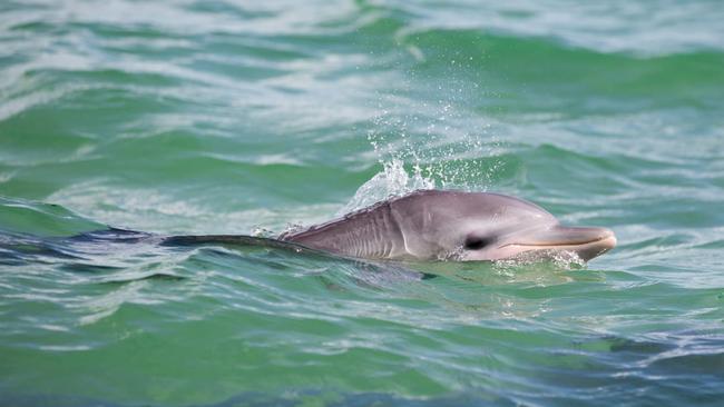The Northern Territory is home to and visited by a wide array of dolphins and whales.