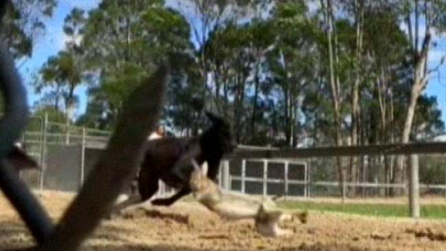 The ABC Four Corners report into Greyhound Racing and live baiting started a major inquiry into the industry. Picture: ABC