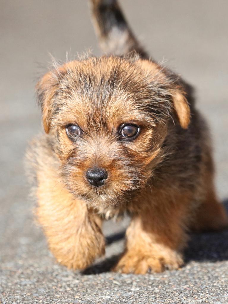 Nsw S Cutest Dogs 22 Gallery 8 Daily Telegraph