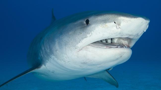 Six tiger sharks were removed from Cid Harbour with drum lines following the first two attacks.