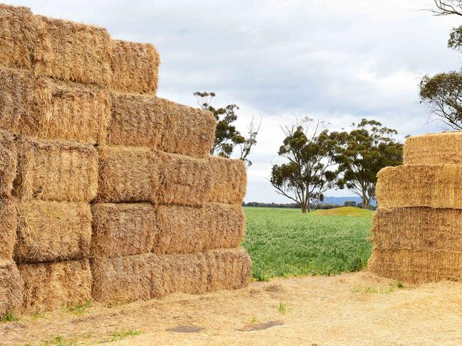 On the rise: New entrants into the hay market have made growers cautious, with the expectation of a bigger crop ahead. PICTURE: Zoe Phillips