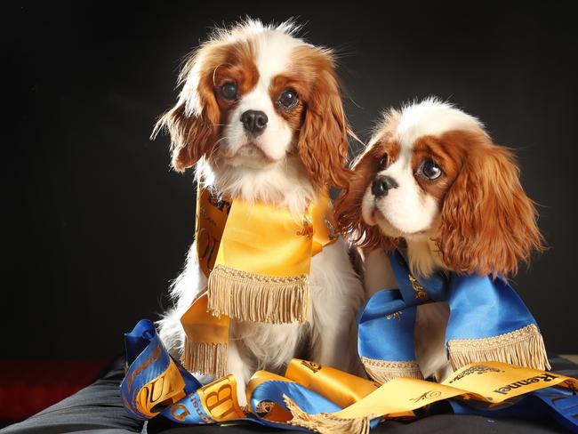 HOLD FOR THE HERALD SUN PIC DESK----Royal Melbourne Show puppies  'Lily' and 'Chip', Cavalier King Charles spaniels  Picture: Alex Coppel.