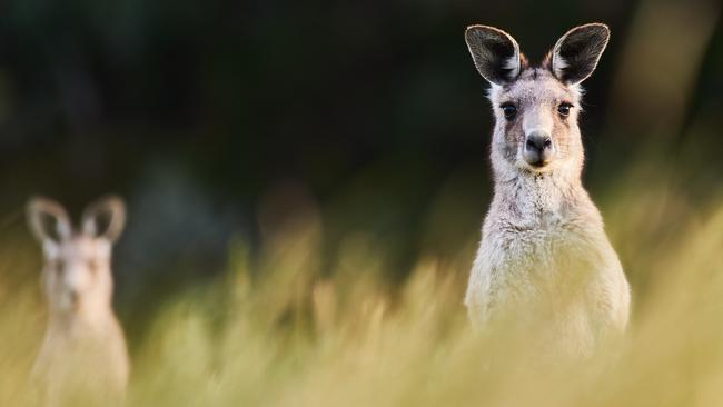 Eastern grey kangaroos at new attraction Wildlife Wonders near Apollo Bay.