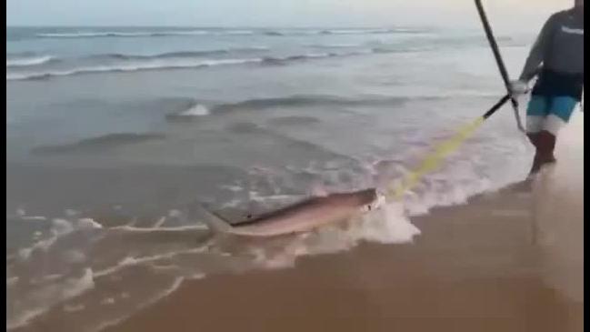 WATCH: Jarryd Parkinson and his mates catch sharks on Fraser Island