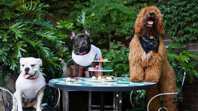 The Beresford Hotel in Surry Hills is hosting a special day for dogs on December 5.