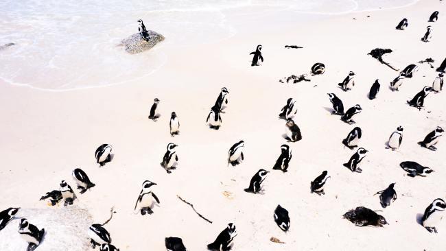 Boulders Beach AKA Penguin Beach, Cape Town
Switch the swimmers for black tie ... all the better to blend in with the little penguins of Boulders Beach. Picture: Jack Young/Unsplash