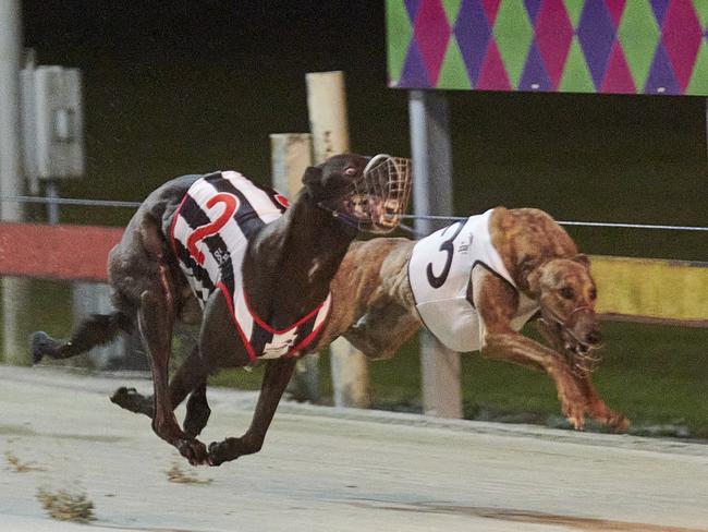 Modified Trunk runs away from Push Me to win Race 6 at Grafton Greyhounds