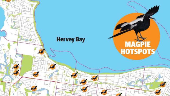 Hervey Bay magpie hotspots