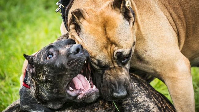 A Canberra tribunal has ordered a family’s much-loved pit bull to be destroyed. PICTURE: File photo.