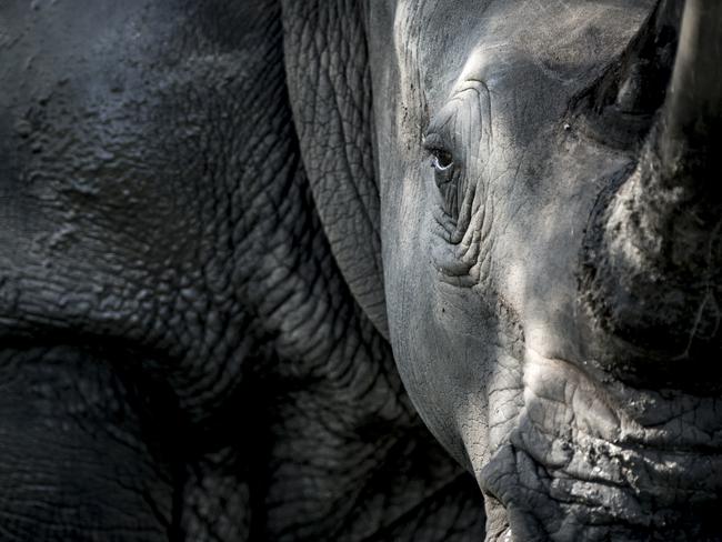 Remembering Rhinos: Ross Couper (White rhino, South Africa) www.rememberingrhinos.com/kickstarter