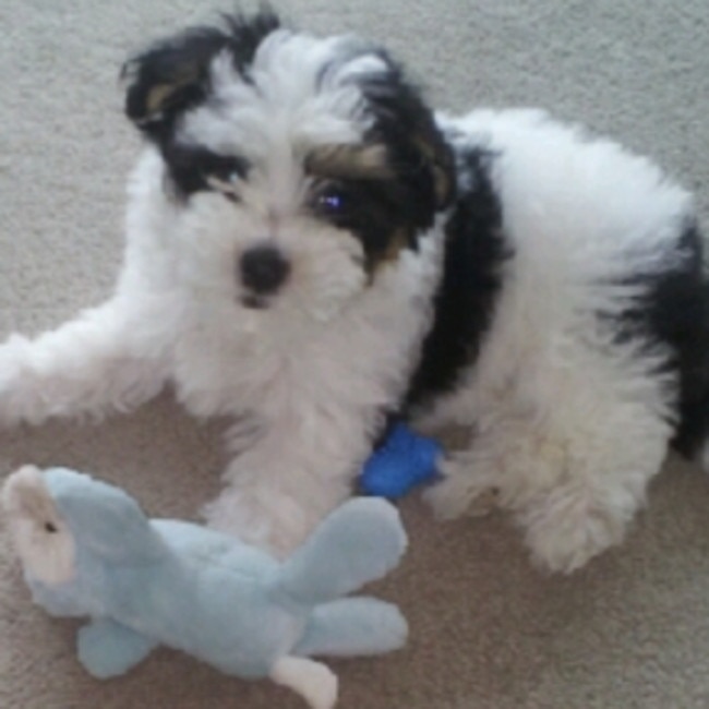 LOLA: A new addition to the Brighton Shores fur baby family, Lola is a 10-week-old Malshi. She loves her blue piggy chew toy and playing with her cousin Bonnie.