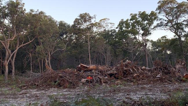 A flag rests on trees, including some estimated to be hundreds of years old, that were recently cleared in Point Lookout. Picture: supplied