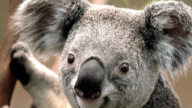 Campbelltown is home to Sydney’s only disesase free koala colony.