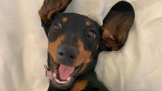 Valerie the missing sausage dog on KI. Picture: Supplied