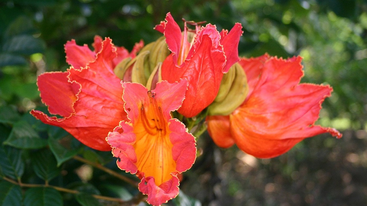 Dead native bees can often be found stuck in the bell-shaped flowers.