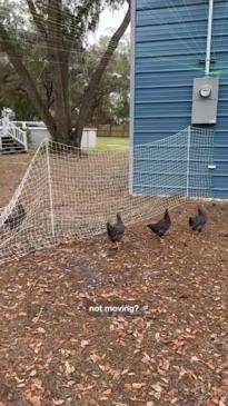 Chickens appear to have a glitch in the matrix