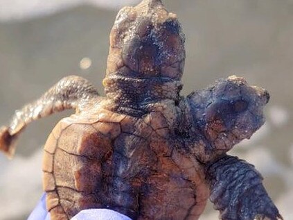 Picture: Sea Turtle Patrol Hilton Head Island/Facebook