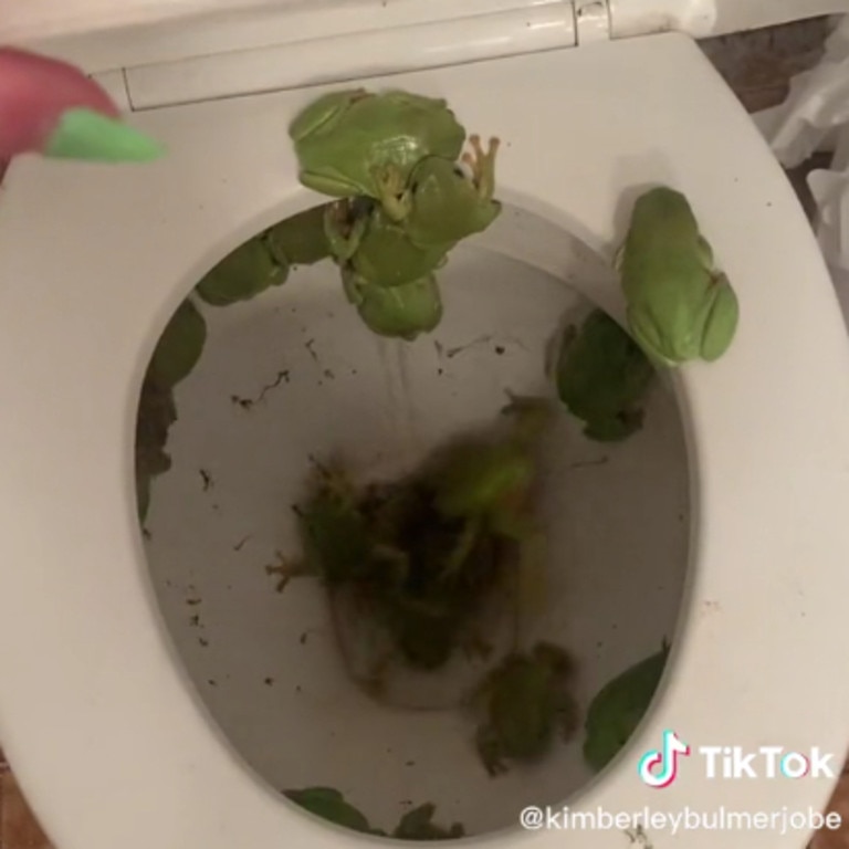 More than a dozen frogs were sprawled across the toilet bowl. Picture: TikTok/kimberleybulmerjobe