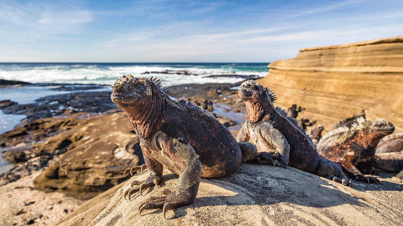 Time to tick Machu Picchu and the Galapagos off your list. Picture: iStock