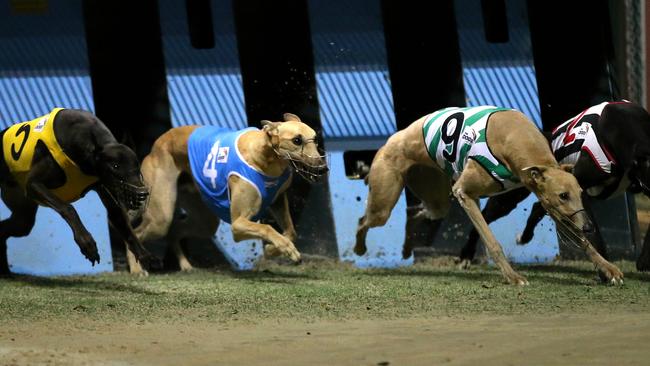 Mr Baird revealed his initial shock at first receiving the McHugh report, which outlined claims up to 68,500 greyhounds died over 12 years because they weren’t fast enough / Picture: Stephen Cooper