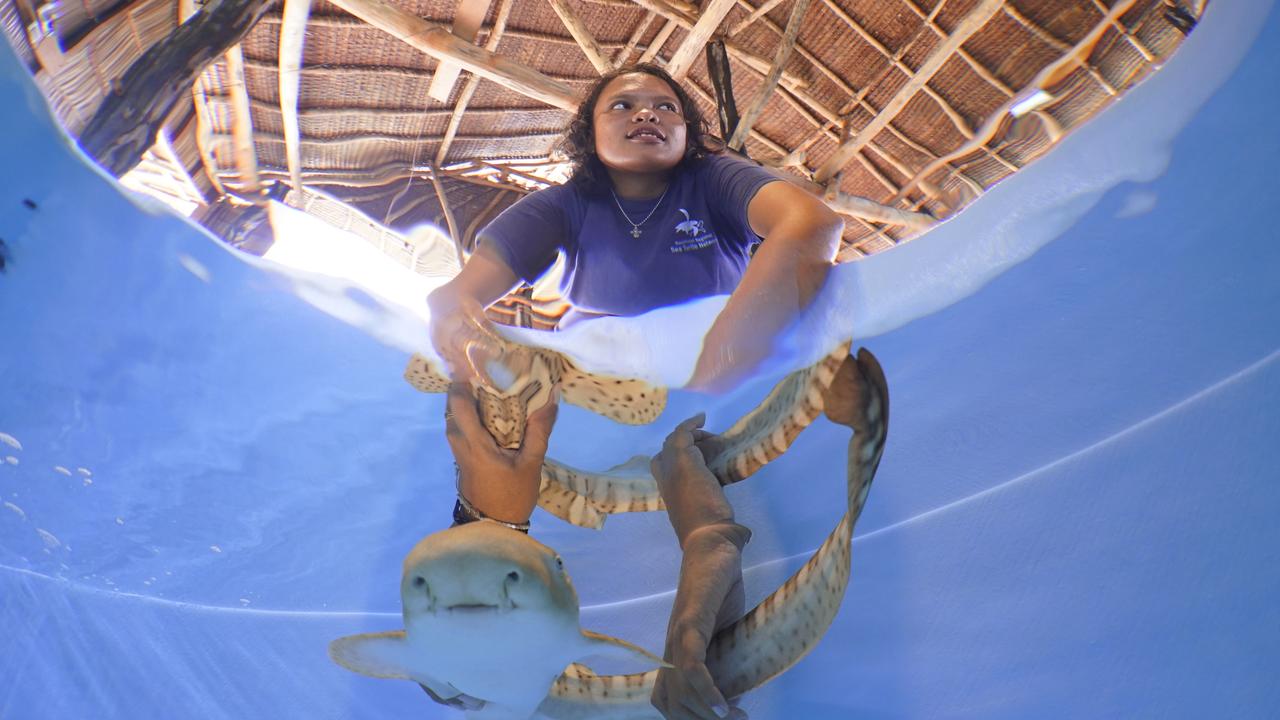 An aquarist tends to a juvenile zebra shark in the nursery. Picture: Indo Pacific Films